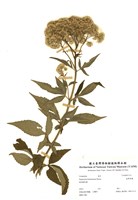 藏品(臺灣澤蘭)的圖片